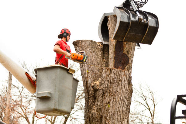 How Our Tree Care Process Works  in  Bethel, AK